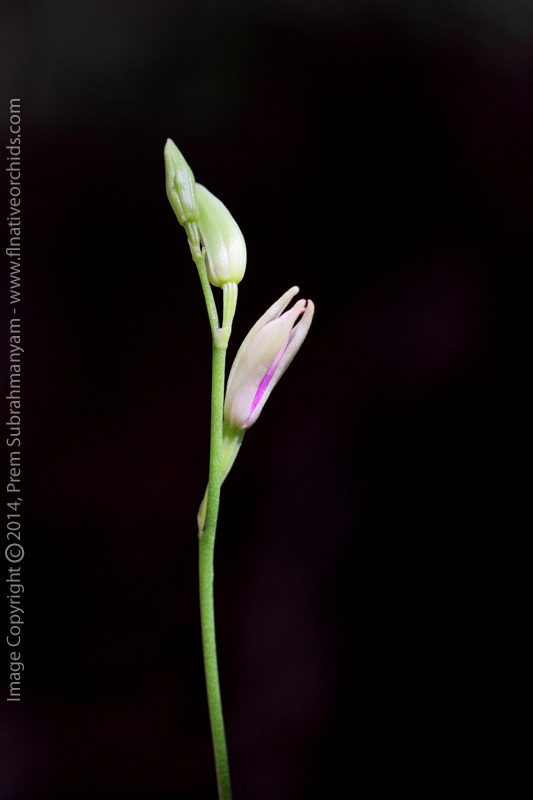 Carter's Orchid (Basiphyllaea corallicola) - Best "Flower" of the Day