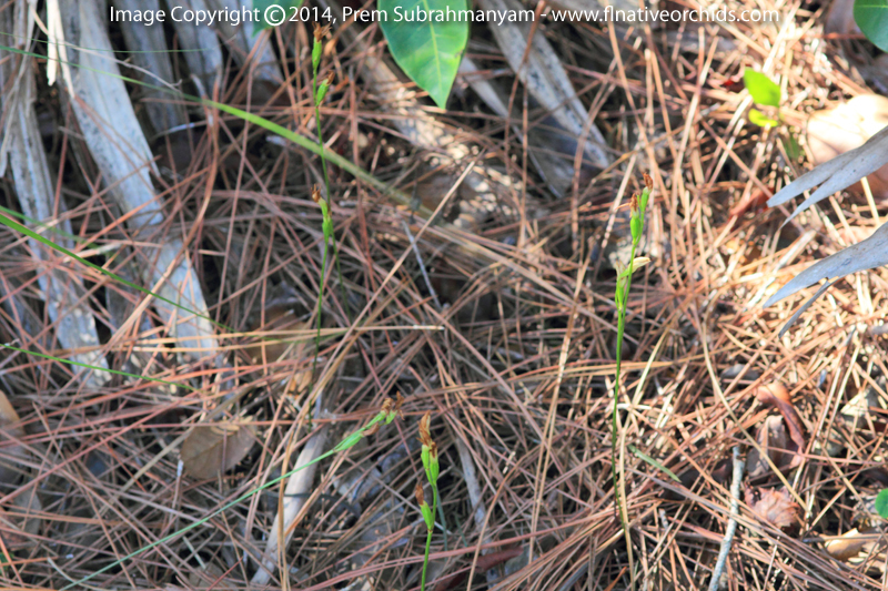 Carter's Orchid (Basiphyllaea corallicola) - Plants in Situ