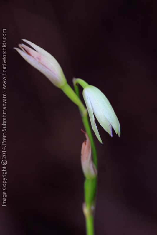 Carter's Orchid (Basiphyllaea corallicola) - Two flowers.