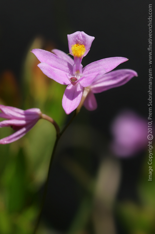 Bearded Grass Pink (Calopogon barbatus)