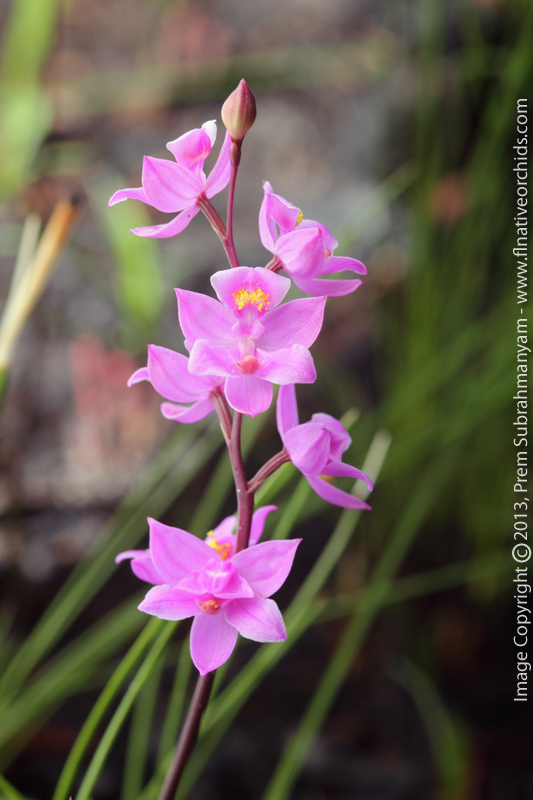 Multiflowered Grass Pink (Calopogon multiflorus) - Entire inflorescence