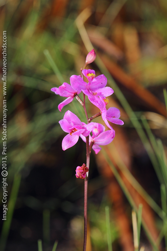 Multiflowered Grass Pink (Calopogon multiflorus) - Single Flowering Stem