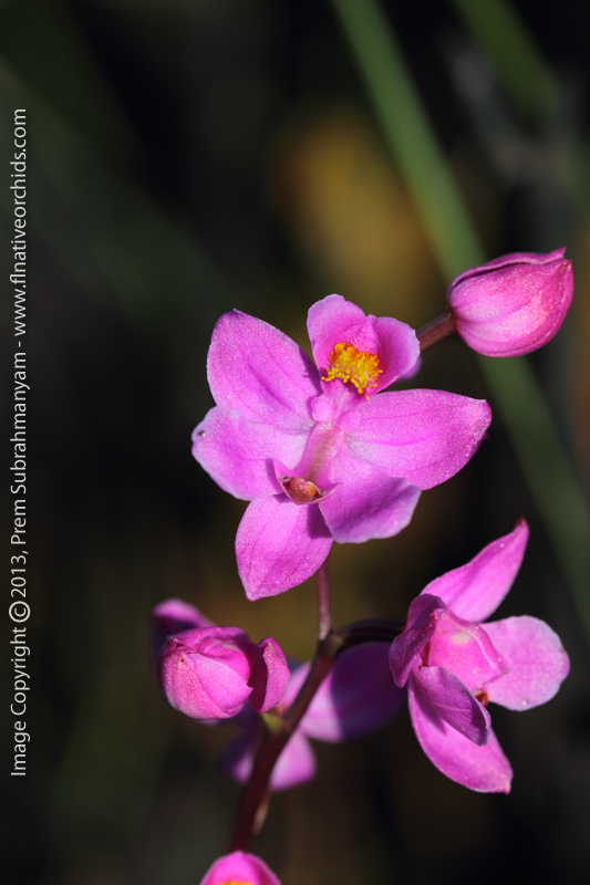 Multiflowered Grass Pink (Calopogon multiflorus) - Flower Close-up