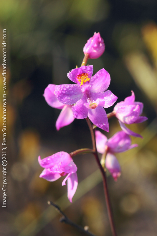 Multiflowered Grass Pink (Calopogon multiflorus) - Heavily Bedewed Flower