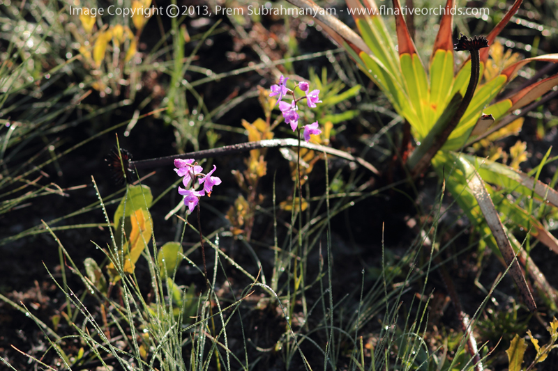 Multiflowered Grass Pink (Calopogon multiflorus) - Plants In Situ