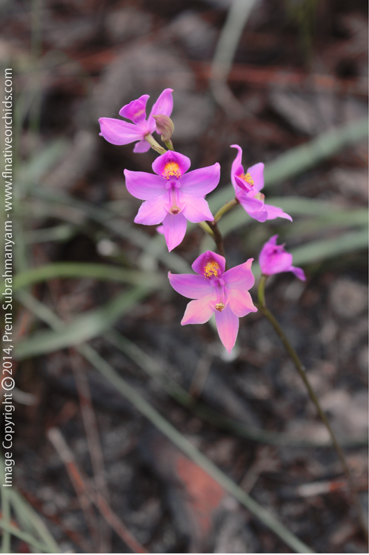 Multiflowered Grass Pink (Calopogon multiflorus) - entire inflorescence