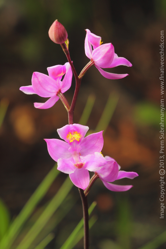 Multiflowered Grass Pink (Calopogon multiflorus) - Entire inflorescence