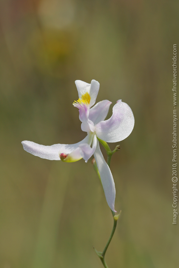 Pale Grass Pink (Calopogon pallidus) - flower