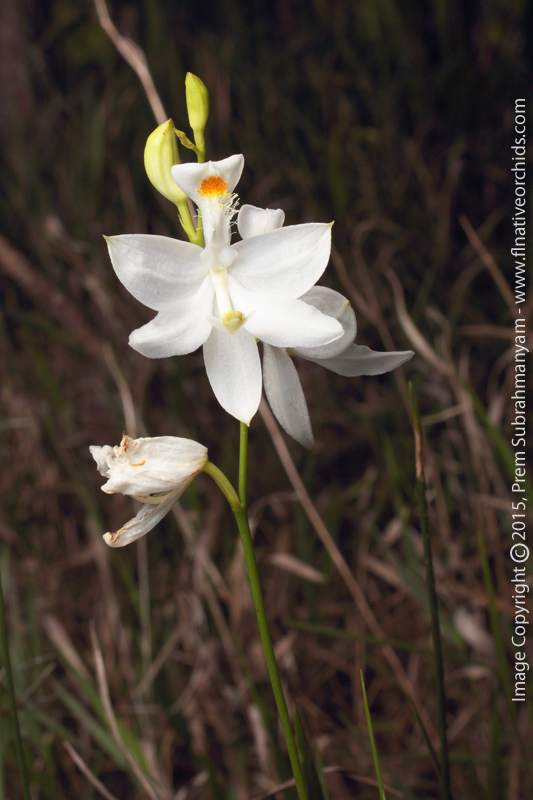 Grass Pink Orchid (Calopogon tuberosus fma. albus)