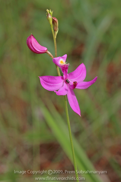 Calopogon tuberosus (Grass Pink) - Dark Pink Flower