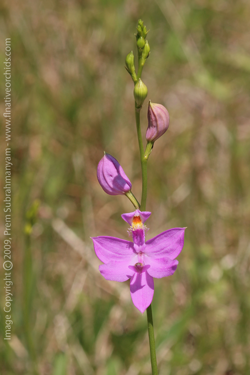 Calopogon tuberosus (Grass Pink Orchid) - Typical Form