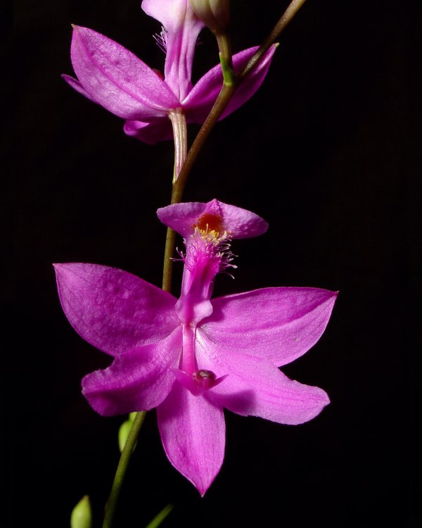 Calopogon tuberosus (Grass Pink Orchid) in flower.