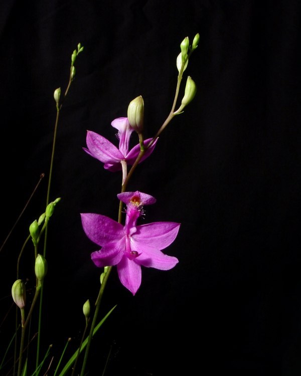 Calopogon tuberosus (Grass Pink Orchid) - Entire Spike