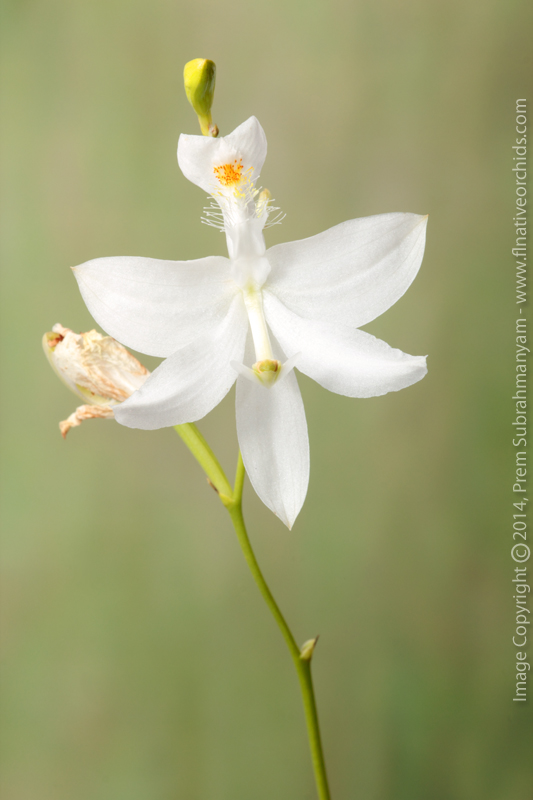 Grass Pink Orchid (Calopogon tuberosus fma. albus)