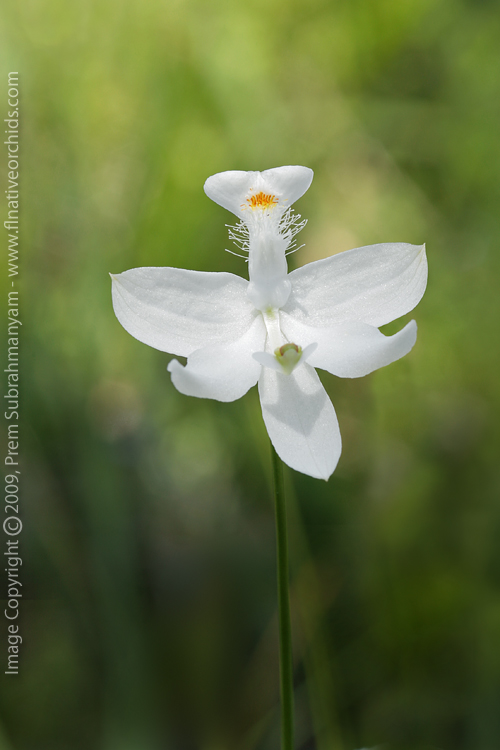 Calopogon tuberosus (Grass Pink Orchid) - fma. albus