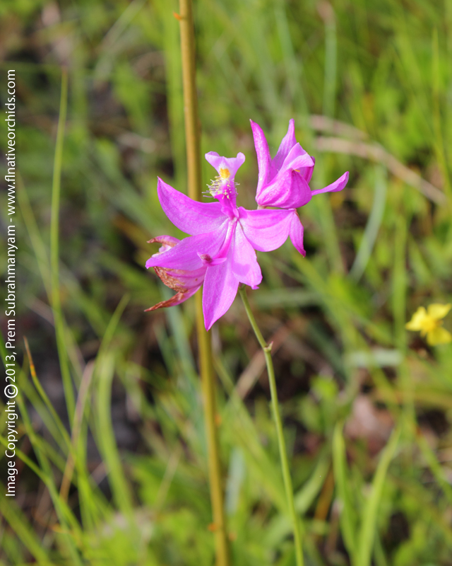 Grass Pink (Calopogon tuberosus) - Flowers on a Roadside