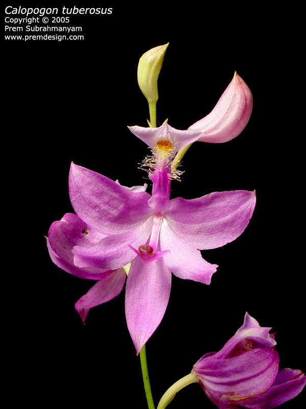 Calopogon tuberosus (Grass Pink Orchid) - Light Pink Form