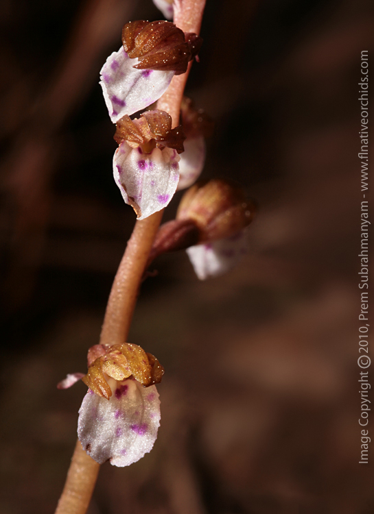 Spring Coralroot (Corallorhiza wisteriana) - flowering closeup