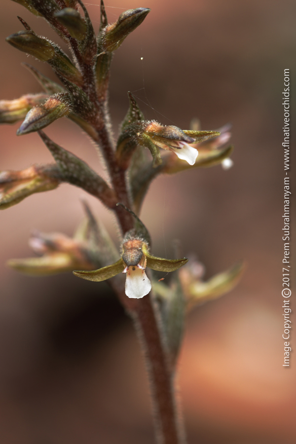 Speckled Ladies Tresses (Cyclopogon cranichoides) Flower Closeup