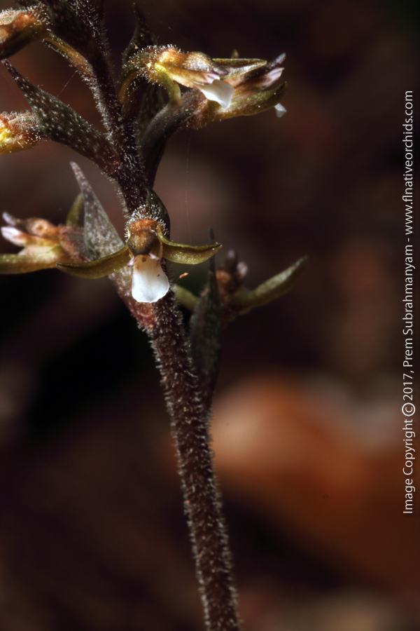 Speckled Ladies Tresses (Cyclopogon cranichoides) Flower Closeup