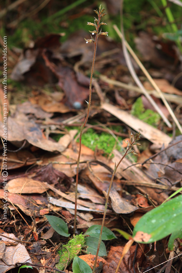 Speckled Ladies Tresses (Cyclopogon cranichoides) Plant.