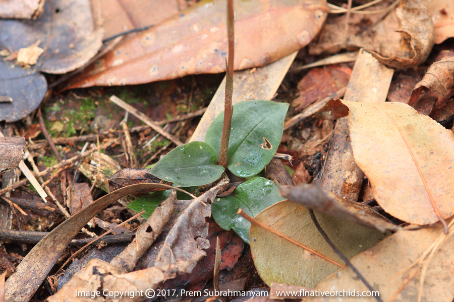 Speckled Ladies Tresses (Cyclopogon cranichoides) Leaves