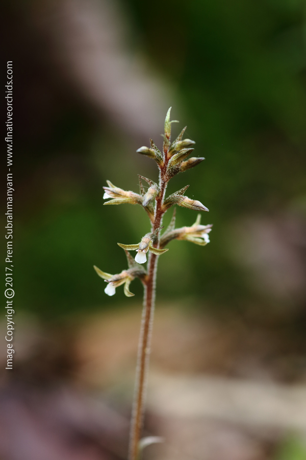 Speckled Ladies Tresses (Cyclopogon cranichoides) Flower Spike