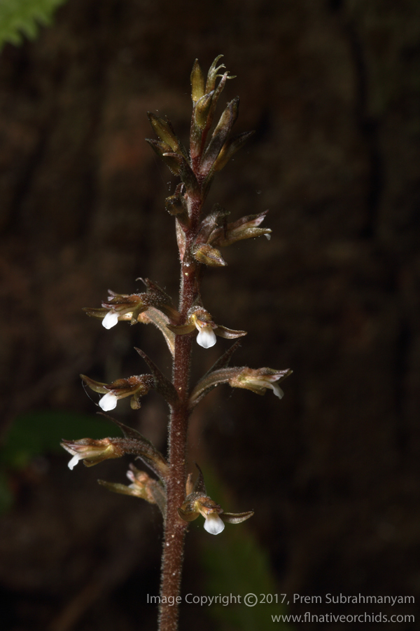 Speckled Ladies Tresses (Cyclopogon cranichoides) Flower Spike