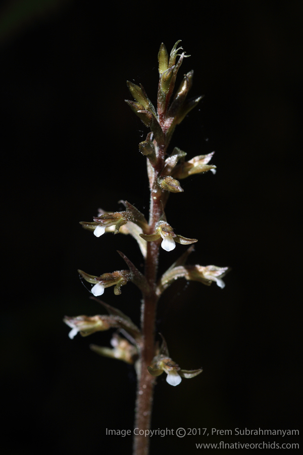 Speckled Ladies Tresses (Cyclopogon cranichoides) Flower Spike