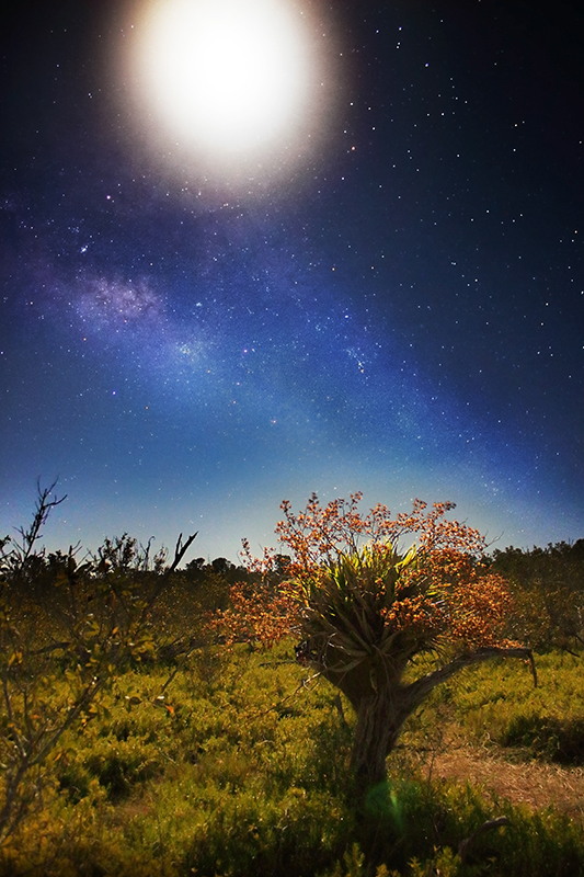 Cigar Orchid (Cyrtopodium punctatum) At Night
