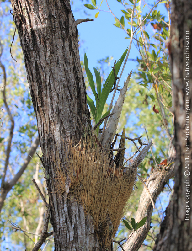 Cowhorn Orchid/Cigar Orchid (Cyrtopodium punctatum) - Small Plant