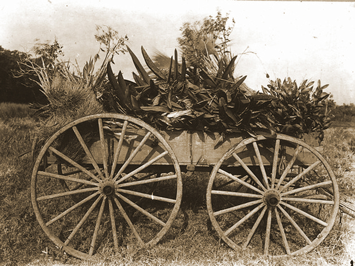 Cowhorn Orchid/Cigar Orchid (Cyrtopodium punctatum) - wagonload of orchids.