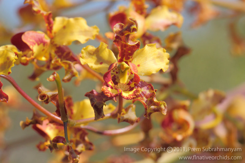 Cowhorn Orchid/Cigar Orchid (Cyrtopodium punctatum) - Flower Closeup.