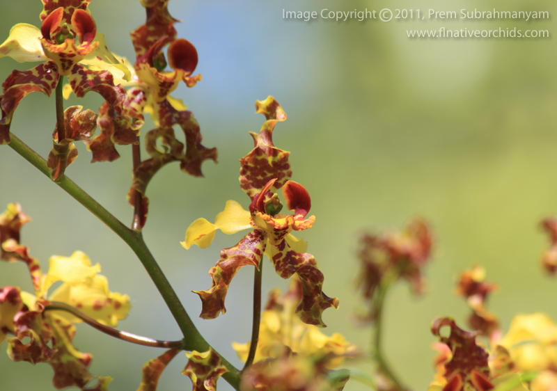 Cowhorn Orchid/Cigar Orchid (Cyrtopodium punctatum) - Flower Closeup.