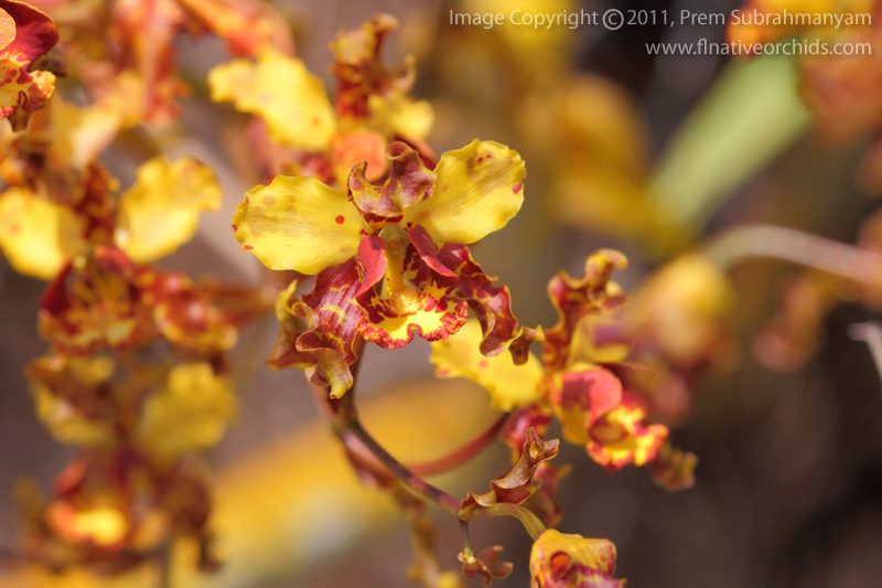 Cowhorn Orchid/Cigar Orchid (Cyrtopodium punctatum) - Flower Closeup.