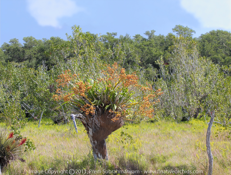 Cowhorn Orchid/Cigar Orchid (Cyrtopodium punctatum) - Large Plant In Situ