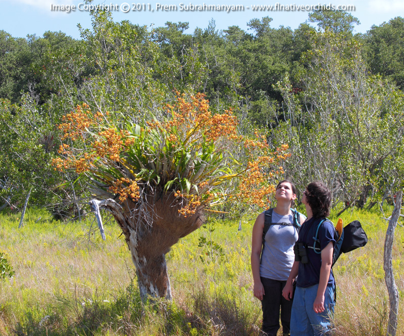 Cowhorn Orchid/Cigar Orchid (Cyrtopodium punctatum) - Large Plant In Situ with Kids