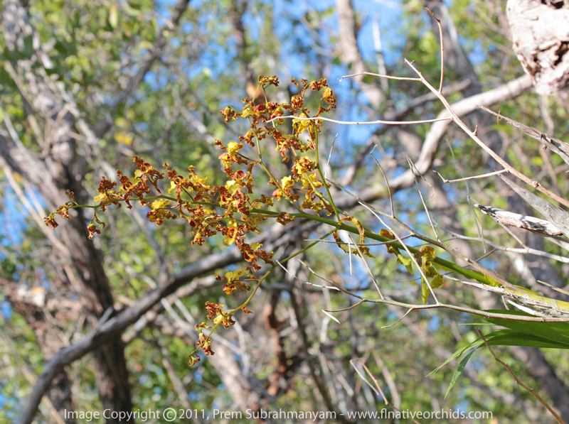 Cowhorn Orchid/Cigar Orchid (Cyrtopodium punctatum) - Single Spike.