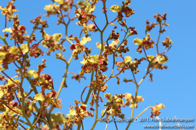 Cowhorn Orchid/Cigar Orchid (Cyrtopodium punctatum) - Spikes Against the Sky