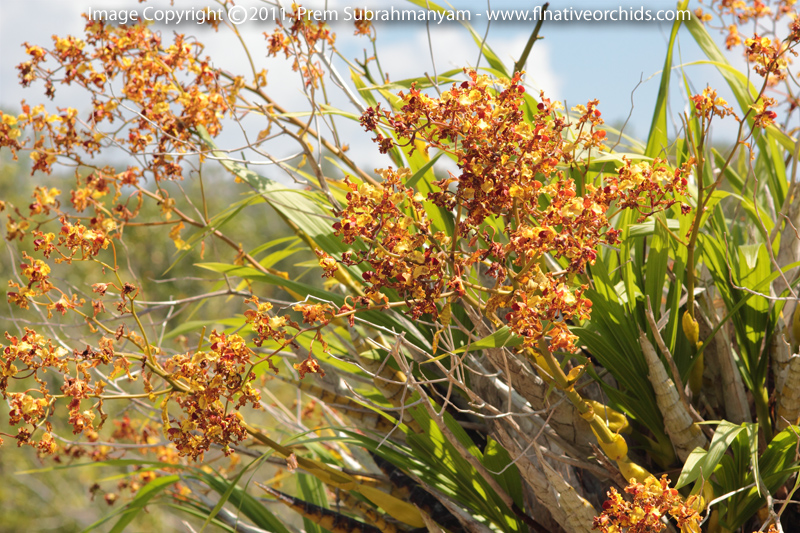 Cowhorn Orchid/Cigar Orchid (Cyrtopodium punctatum) - Large Plant In Situ: Spikes