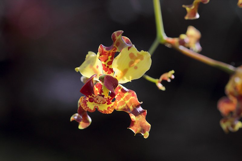 Cigar Orchid (Cyrtopodium punctatum) Flower Closeup