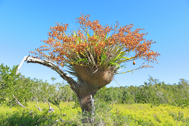Cigar Orchid (Cyrtopodium punctatum) Against the Blue Sky