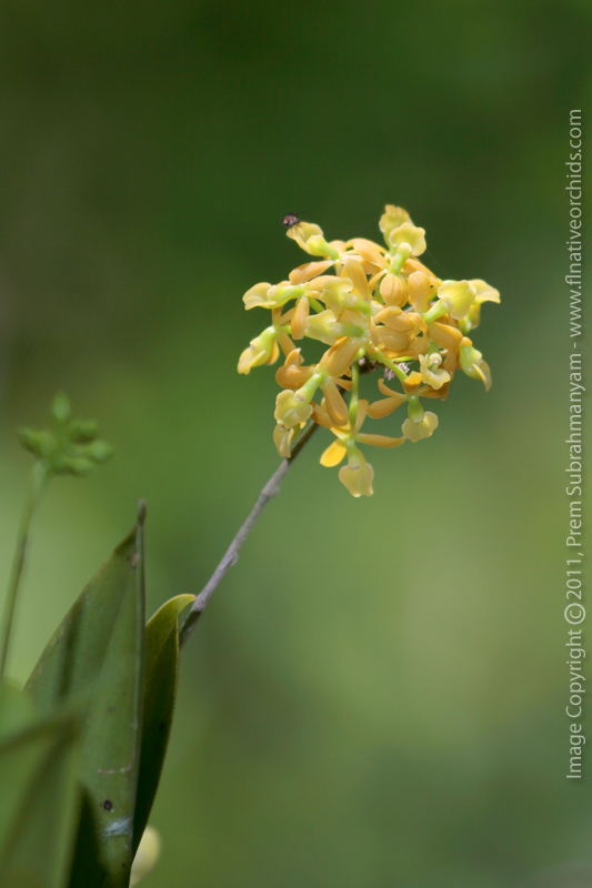 Dingy Flowered Star Orchid (Epidendrum amphistomum)