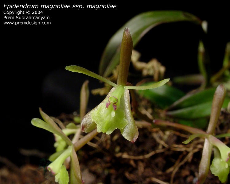Epidendrum magnoliae (ssp. magnoliae) - flower closeup