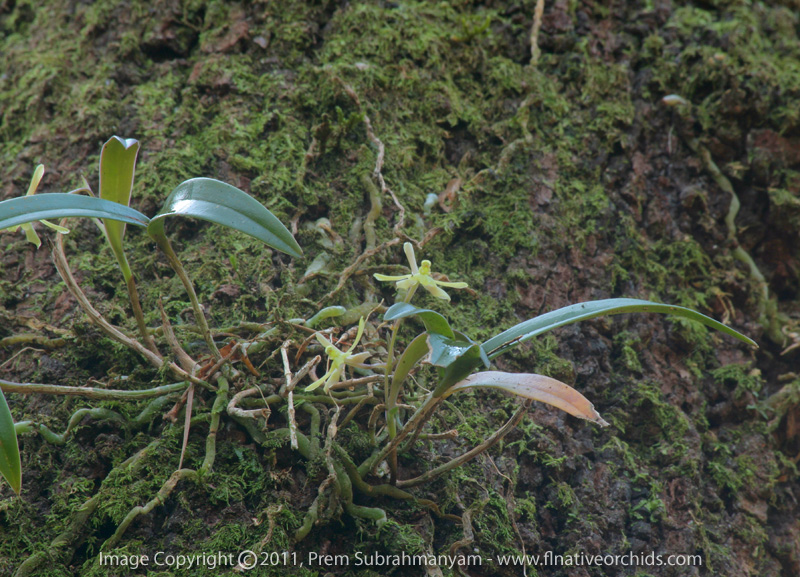 Greenfly Orchid (Epidendrum magnoliae) - plant in situ.