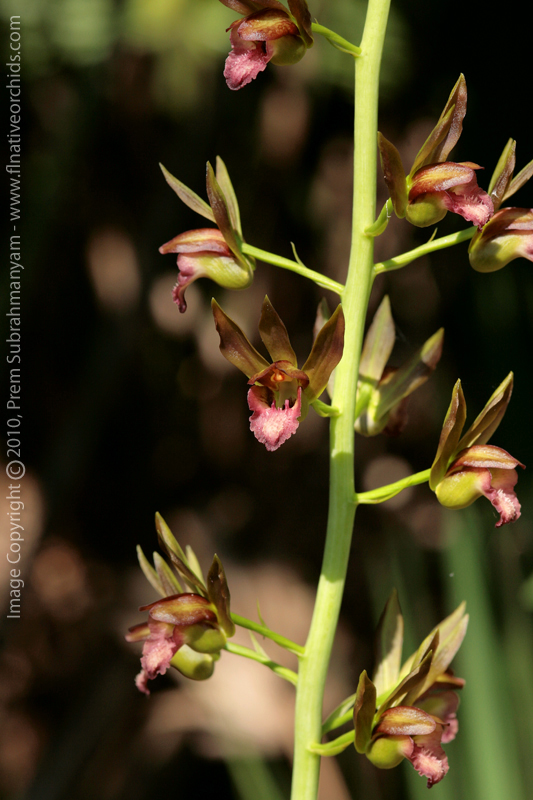 Wild Coco (Eulophia alta) Flowers