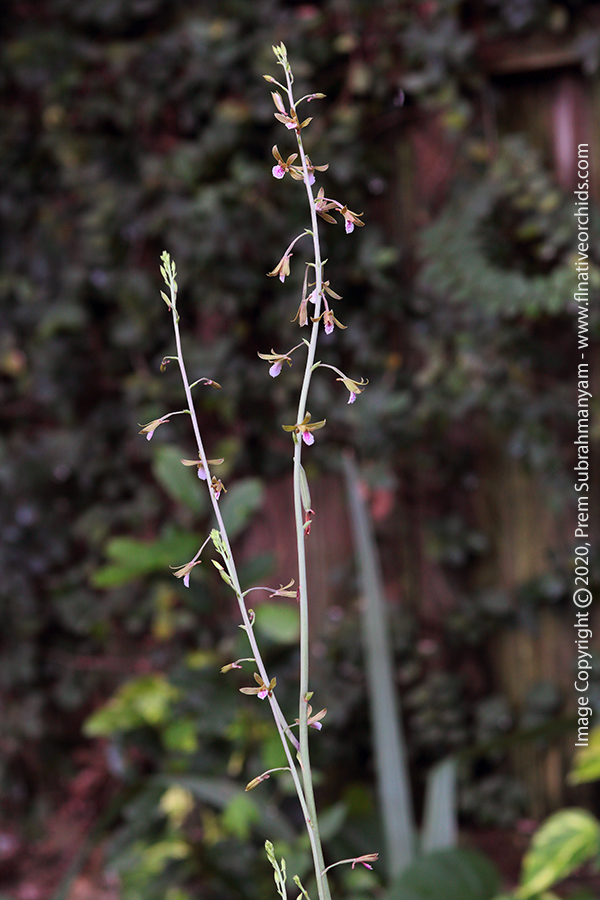 Grass-leaved Eulophia/Chinese Crown Orchid Flower Stems