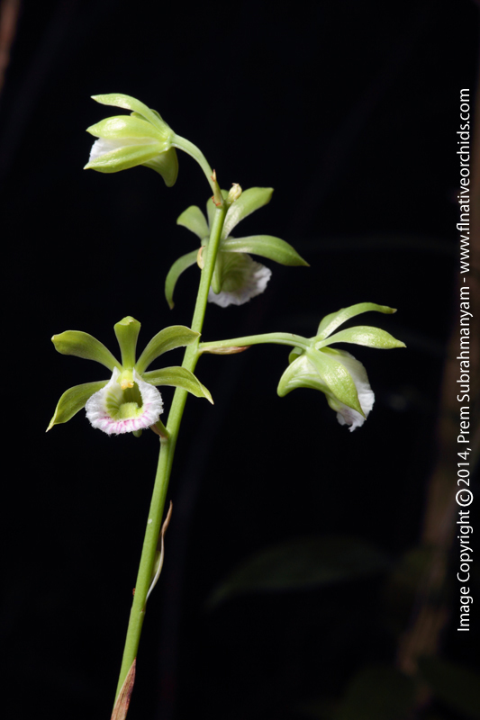 Two-keeled Galeandra (Galeandra bicarinata)