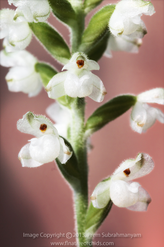 Downy Rattlesnake Plantain (Goodyera pubescens) - Flower Closeup