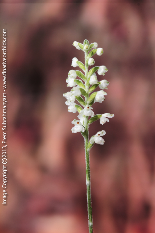 Downy Rattlesnake Plantain (Goodyera pubescens) - Entire Inflorescence